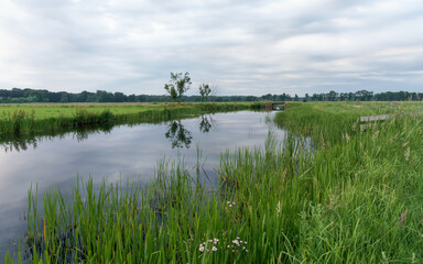Tranquil water reflects trees under cloudy sky