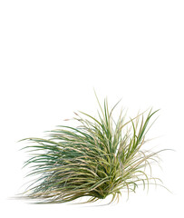 Carex morrowii Ice Dance tree, font view, elevation, cutout, isolate, transparent background, Ornamental grass adds natural beauty to any landscape design project easily