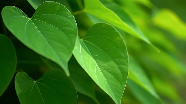 Heart-Shaped Green Leaves: Close-Up of Vine Foliage in Sunlight