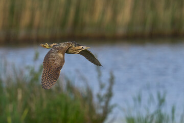 Bittern (Botaurus Stellaris) flying over the reedbeds of the Somerset Levels in Somerset, United Kingdom.