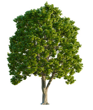 Castanea  tree, font view, elevation, cutout, isolate, transparent background, Vibrant tree with lush green leaves, ready to add life to your design project