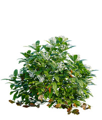 Choisya ternata Moonsleeper tree, font view, elevation, cutout, isolate, transparent background,...