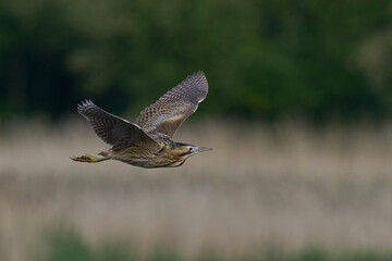Bittern (Botaurus Stellaris) flying over the reedbeds of the Somerset Levels in Somerset, United Kingdom.
