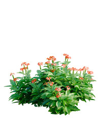 Crossandra infundibuliformis tree, font view, elevation, cutout, isolate, transparent background, Stunning orange crossandra flowers bloom beautifully in a lush garden bed