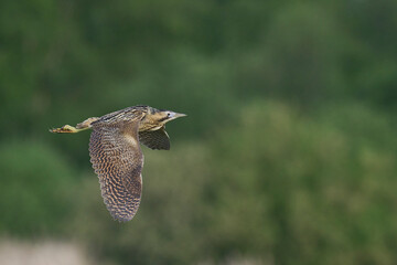 Bittern (Botaurus Stellaris) flying over the reedbeds of the Somerset Levels in Somerset, United Kingdom.
