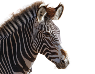 zebra isolated on white
