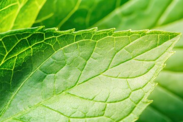 Obraz premium Vivid green mint leaves with water droplets close-up in natural sunlight