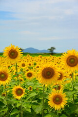 Fototapeta premium 白根アグリパークのひまわり（新潟県）