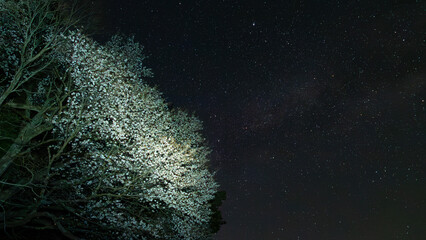 星降る夜の桜舞う丘