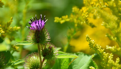 A burdock flower in summer, Sainte-Apolline, Québec, Canada