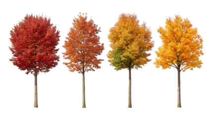 Vibrant Autumn Foliage Trees Isolated