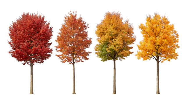 Vibrant Autumn Foliage Trees Isolated