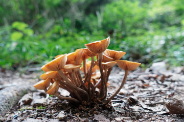 ナラタケモドキ