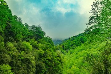 Vibrant green mountain valley densely covered in forest with steep slopes. Converging toward a...