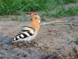 Eurasian hoopoe bird on the ground, searching for food, Upupa epops