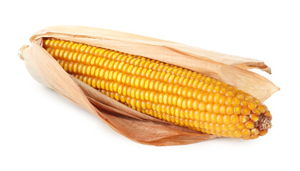 Fresh yellow corn cob isolated on white