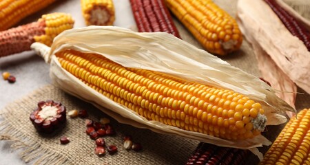 Red and yellow corn cobs with kernels on table, closeup