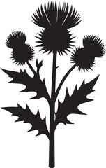 Obraz premium Botanical illustration of thistle silhouette vector, logo vector