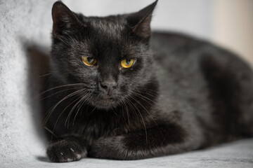 Playful black cat resting indoors with striking yellow eyes in a cozy setting