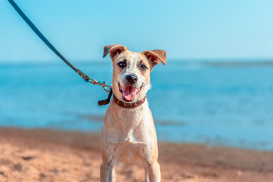 Happy dog enjoying a sunny day at the beach with a bright blue sky and clear water