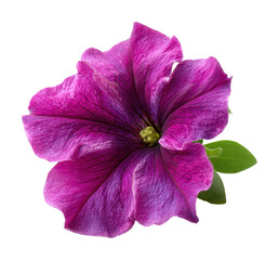 Vibrant purple flower blooming in nature view aesthetic isolated on transparent background