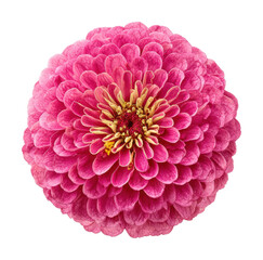 Blooming pink zinnia flower nature garden isolated on transparent background