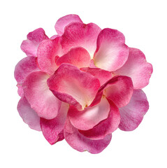 Vibrant pink flower bloom garden floral beauty isolated on transparent background