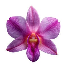 Blooming orchid flower nature vibrant colors isolated on transparent background