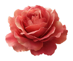 Elegant pink rose flower nature floral isolated on transparent background