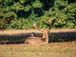Fallow Deer Buck Sitting Down With a Magpie on its Back