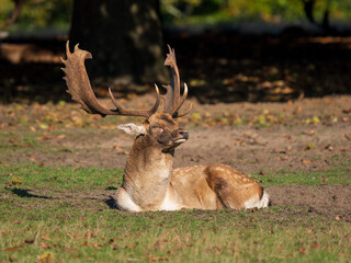 Fallow Deer Buck Sitting Down Portrait