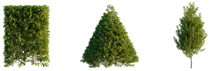 Prunus lusitanica tree, font view, elevation, cutout, isolate, transparent background, Landscaping perfection with these stunning topiary trees for garden design