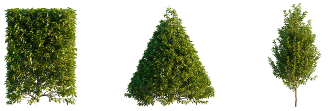 Prunus lusitanica tree, font view, elevation, cutout, isolate, transparent background, Landscaping perfection with these stunning topiary trees for garden design