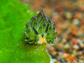 Leaf slug from Bali