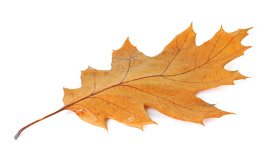 One beautiful dry leaf isolated on white. Autumn season