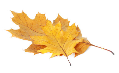 Beautiful dry leaves isolated on white. Autumn season