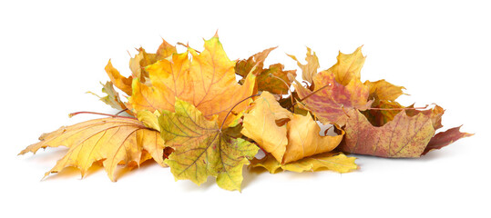 Pile of dry leaves isolated on white. Autumn season