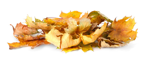 Pile of dry leaves isolated on white. Autumn season