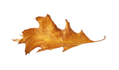 Fototapeta premium One beautiful dry leaf isolated on white. Autumn season
