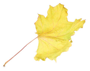 One dry maple leaf isolated on white. Autumn season