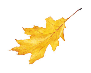 One beautiful dry leaf isolated on white. Autumn season