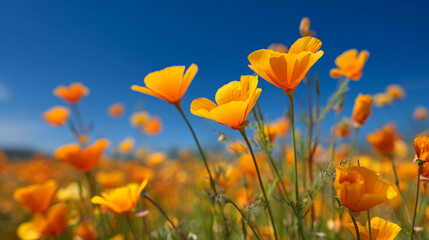 Obraz premium Bright yellow poppy flowers against blue sky