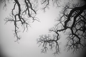 Black and white tree branches against sky nature photography stock image