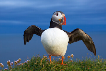 Puffin spreads wings against blue ocean background