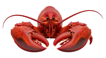 A striking closeup of a red lobster, highlighting its symmetrical claws and intricate details, isolated on transparent background