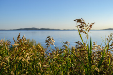가을 갈대숲 뒤에 바다 풍경