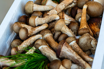 아이스박스에 담긴 여러개의 송이버섯들 