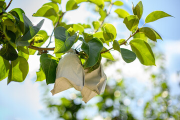 나뭇가지에 매달린 종이를 싼 배