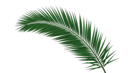Palm leaf with green color isolated on transparent background for summer and tropical design element