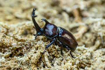 톱밥 위로 걷고 있는 장수풍뎅이 